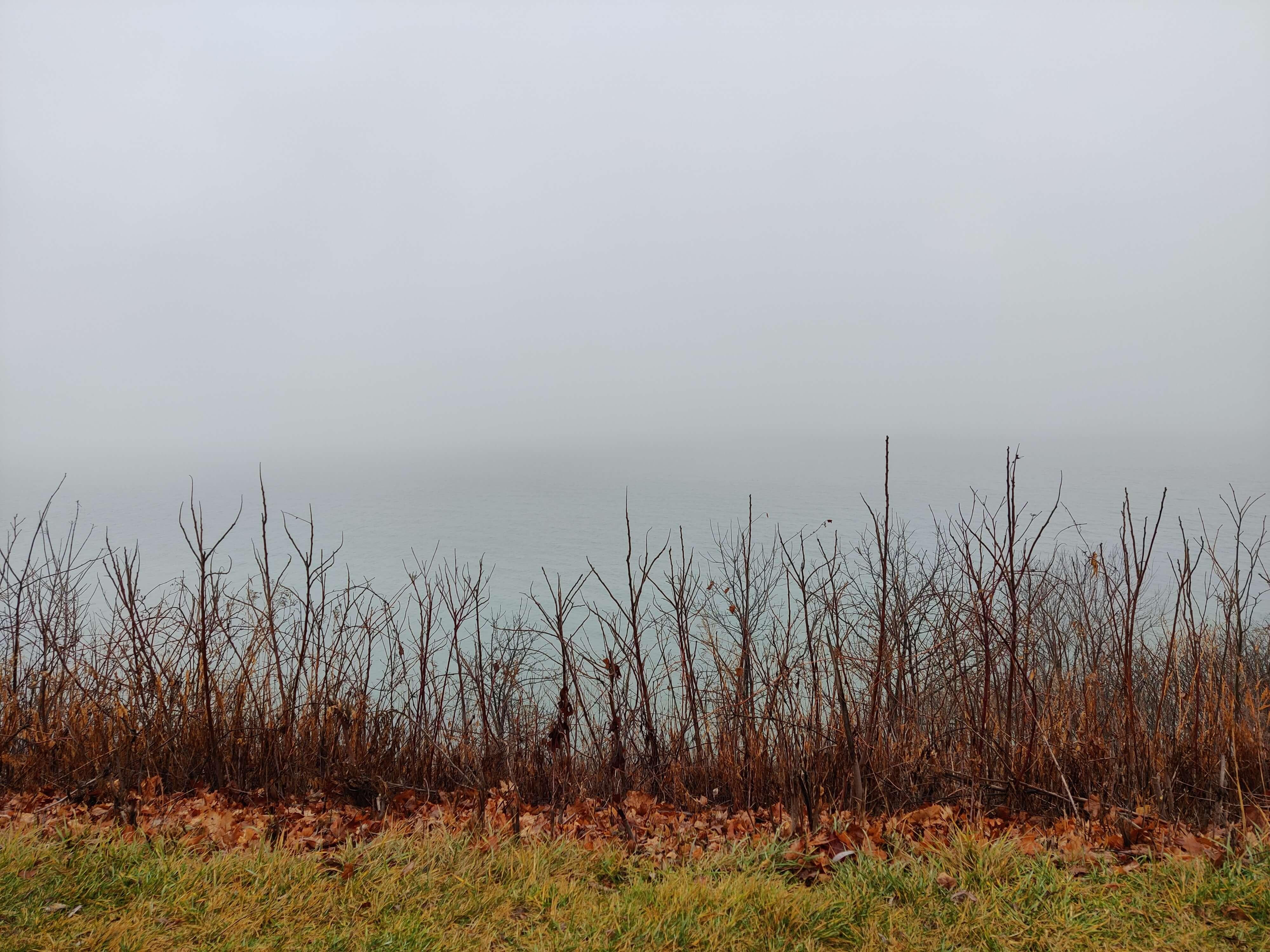 a view of Lake Michigan from a small cliff on a misty day. in the foreground are wet grass and bushes with bare branches. in the background, the lake blurs into the foggy sky
