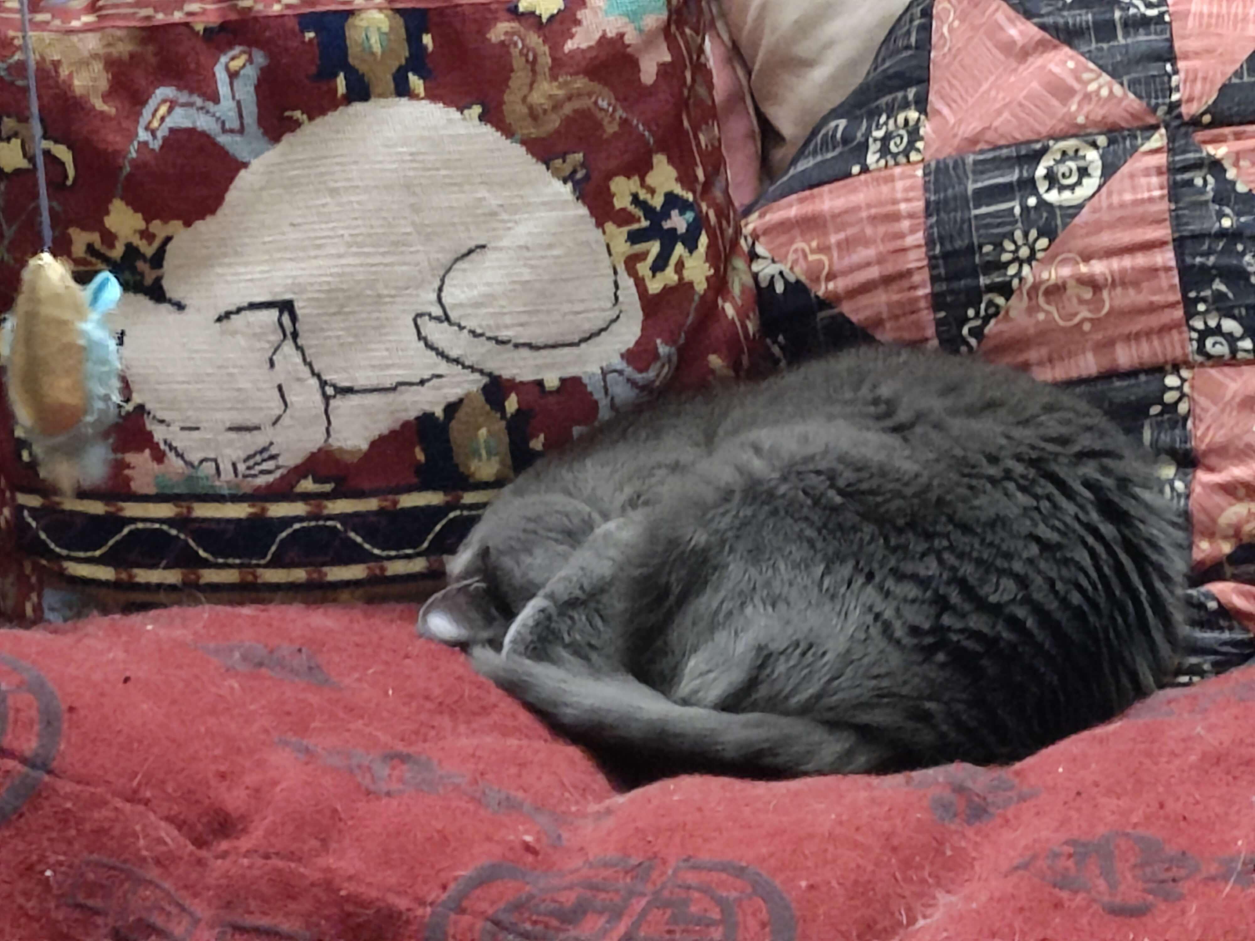 a grey cat sleeps curled up in a circle, next to a needlepoint pillow depicting a white cat curled up asleep