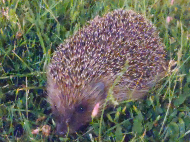 Night photo of a hedgehog on a lawn. There are some small closed wildflowers on the lawn too. The hedgehog is looking towards the camera in a 3/4 profile. Black beady cute eyes, dark wet nose, small ears. 
