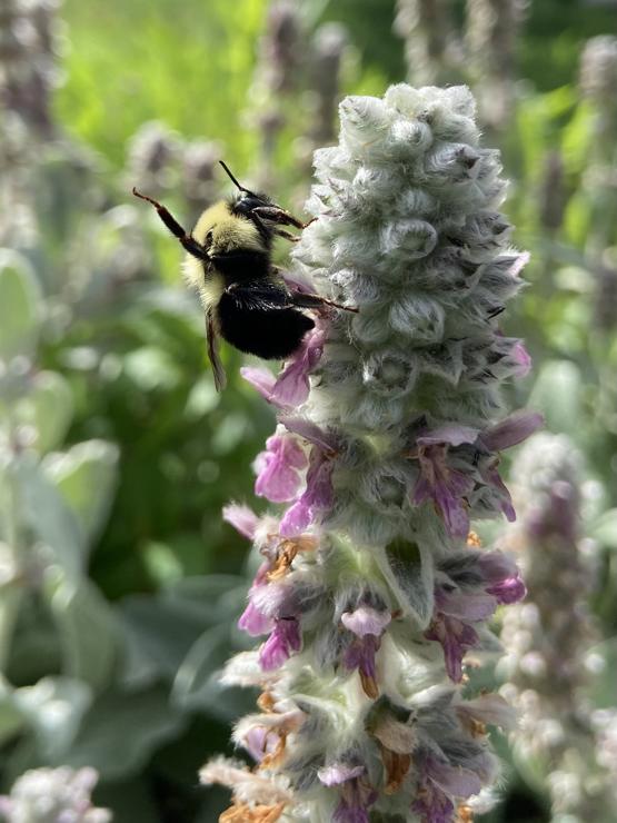A bumblebee on a lamb's ear flower. The flower is fuzzy gray-green with purple bits. The bumblebee is fuzzy yellow on top, black on the bottom, and is sticking out one leg straight in the air as if exuberantly waving hello
