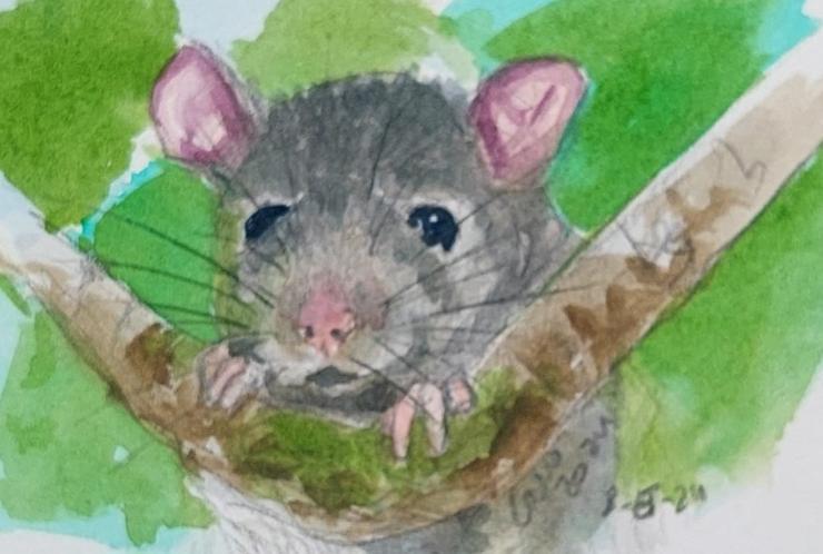 Boceto en acuarela y lápiz, una rata asomando por las ramas de un árbol.

Watercolor and pencil sketc, a rat on a tree branch.
