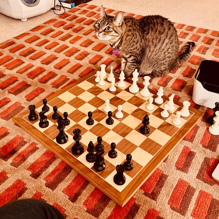 Cat sitting at chessboard with a standard french defense configuration on it. Cat looks surprised.