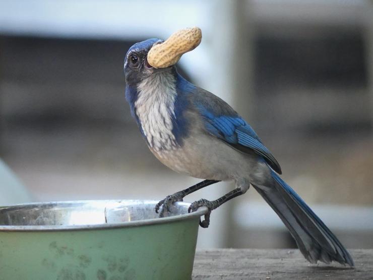 A California scrub jay perches on the edge of a green cat food bowl, upper half of body turned towards me as it shows me the peanut grasped in its beak, worry in its eyes that it might make the wrong decision 