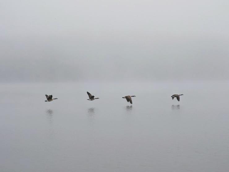 Geese flying over a foggy lake