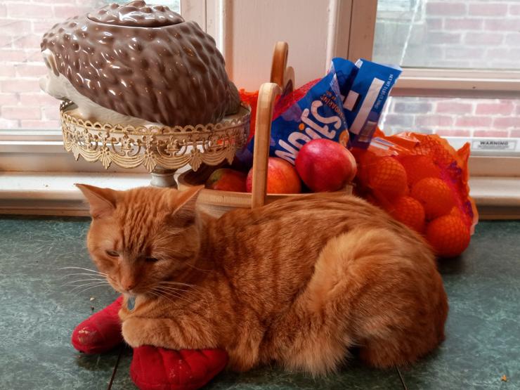 Merry the orange cat sitting comfortably on an oven mitt on a breakfast table. Behind her are a fruit basket holding apples, a bag of oranges and a bag of mandarins, and a hedgehog-shaped cookie jar on a pie pedestal.